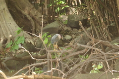 Butorides virescens