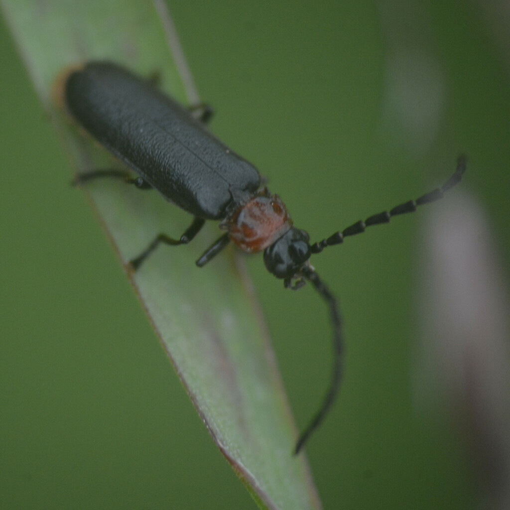 Silis ruficollis