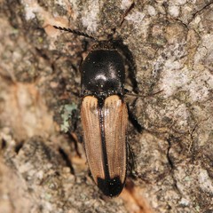 Ampedus linteus
