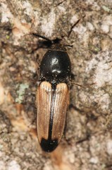 Ampedus linteus