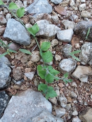 Carlowrightia torreyana