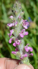 Pedicularis attollens