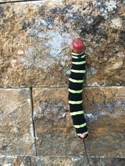 Pseudosphinx tetrio