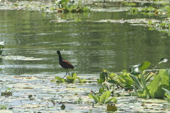 Jacana spinosa