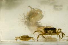 Rhithropanopeus harrisii