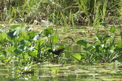 Jacana spinosa