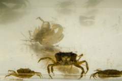 Rhithropanopeus harrisii