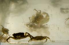 Rhithropanopeus harrisii