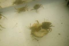 Rhithropanopeus harrisii