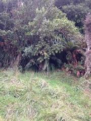 Brachyglottis hectorii