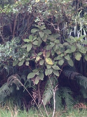 Brachyglottis hectorii