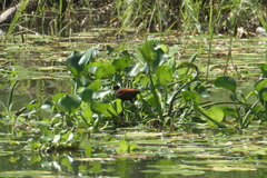 Jacana spinosa