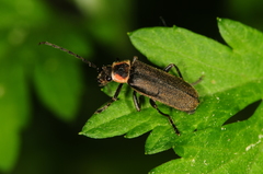 Atalantycha dentigera