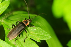 Atalantycha dentigera