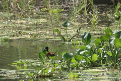 Jacana spinosa
