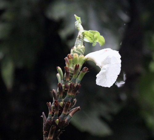 Dimerocostus strobilaceus (Dimerocostus strobilaceus)