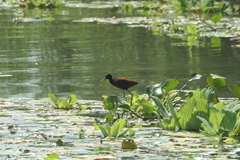 Jacana spinosa