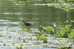 Jacana spinosa