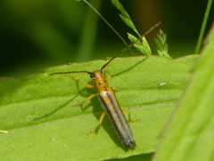 Oberea tripunctata