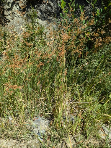 Image of Juncus xiphioides by (c) joergmlpts, some rights reserved (CC BY)