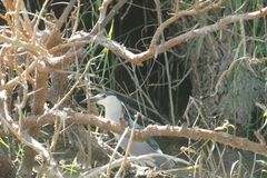 Nycticorax nycticorax