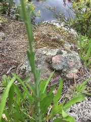Boechera grahamii