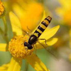 Sphaerophoria philanthus
