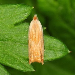 Ancylis platanana
