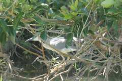 Nycticorax nycticorax