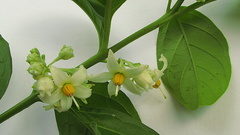 Solanum caavurana