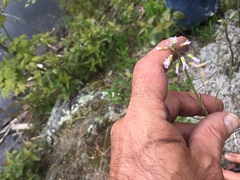 Boechera grahamii