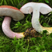 Chrome-footed Bolete - Photo (c) noah_siegel, some rights reserved (CC BY-NC-SA), uploaded by noah_siegel