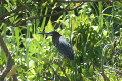Butorides virescens