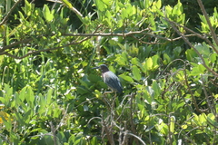 Butorides virescens