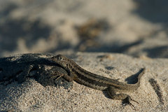 Microlophus barringtonensis