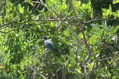 Butorides virescens