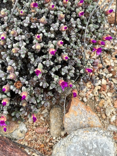 Antimima wittebergensis