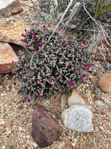 Antimima wittebergensis