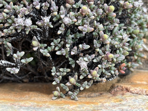 Antimima wittebergensis