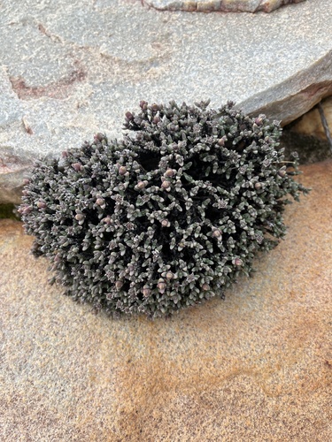 Antimima wittebergensis