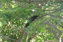 Quiscalus mexicanus