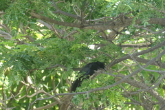 Quiscalus mexicanus