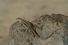 Microlophus barringtonensis