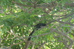 Quiscalus mexicanus