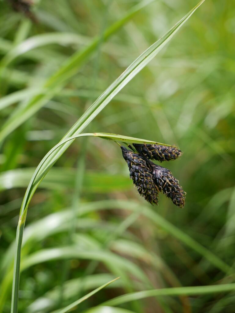 Black Alpine Sedge from Liezen, Österreich on July 4, 2024 at 01:33 PM ...