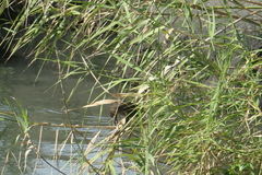 Quiscalus mexicanus
