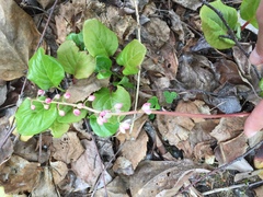 Pyrola asarifolia