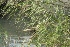 Quiscalus mexicanus
