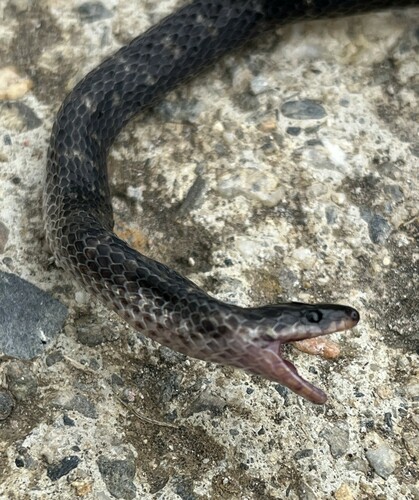 Lancini's Ground Snake