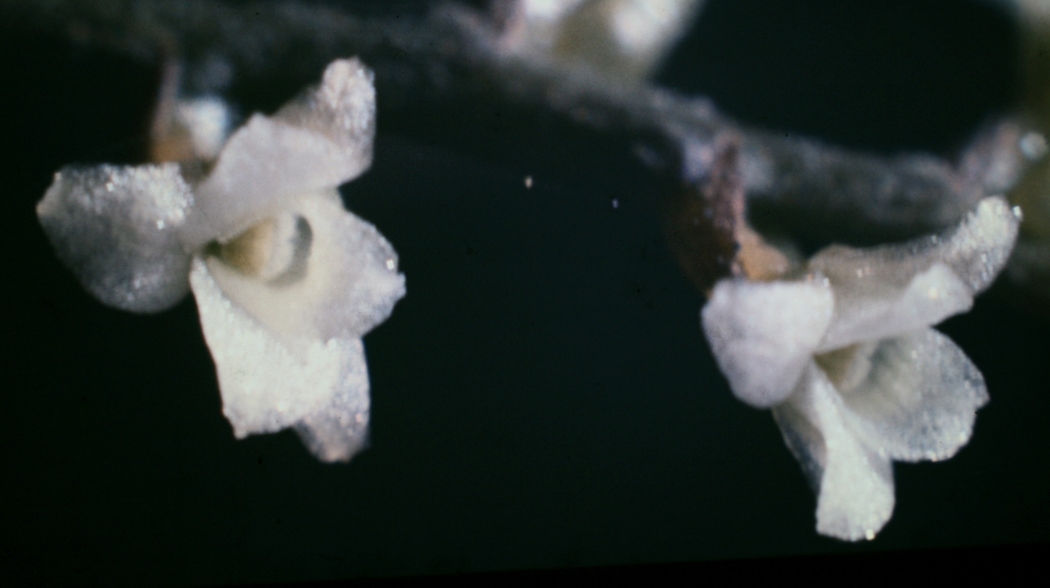 Campylocentrum fasciola